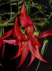 Image: P.B. Heenan © Landcare Research 